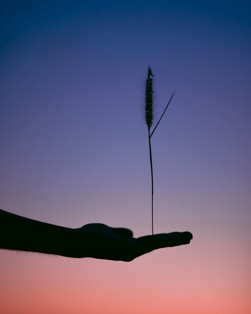 A person balancing a plant stem on the palm of their hand.